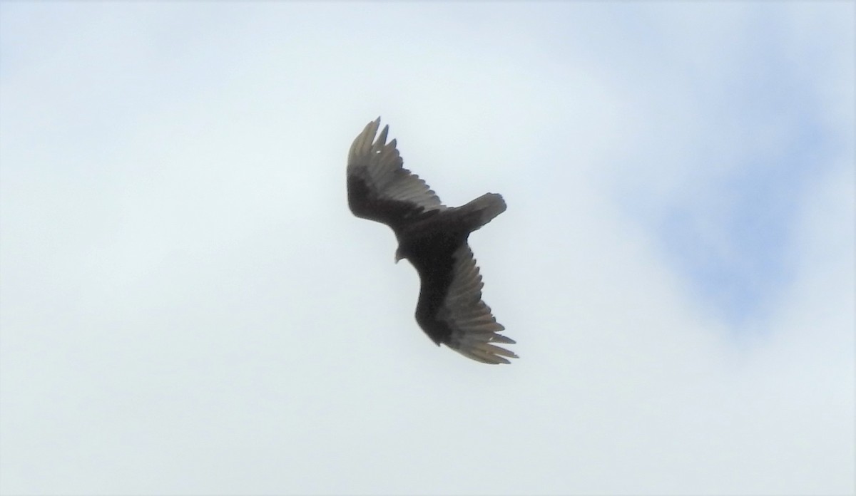 Turkey Vulture - ML345478631