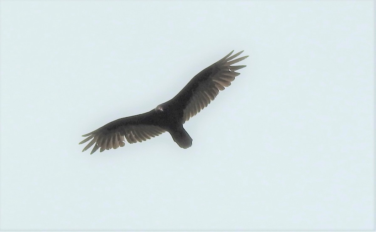 Turkey Vulture - ML345478641
