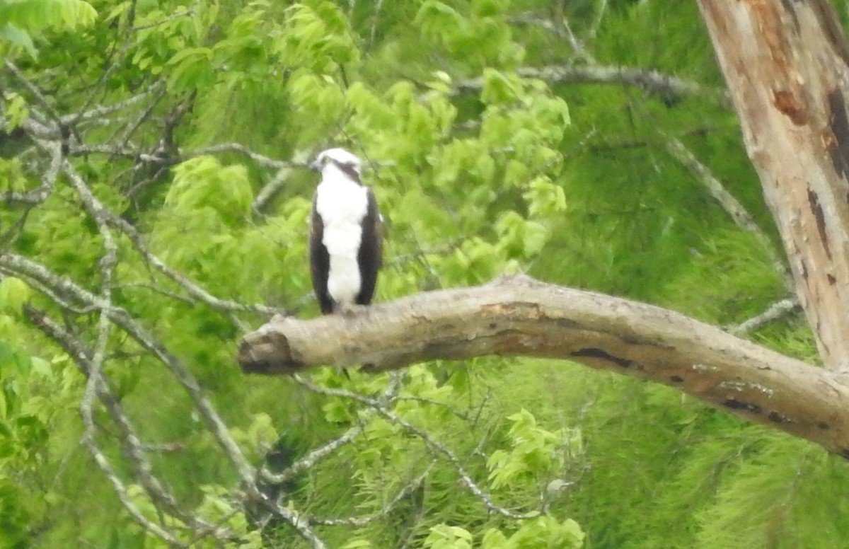 Osprey - ML345478841