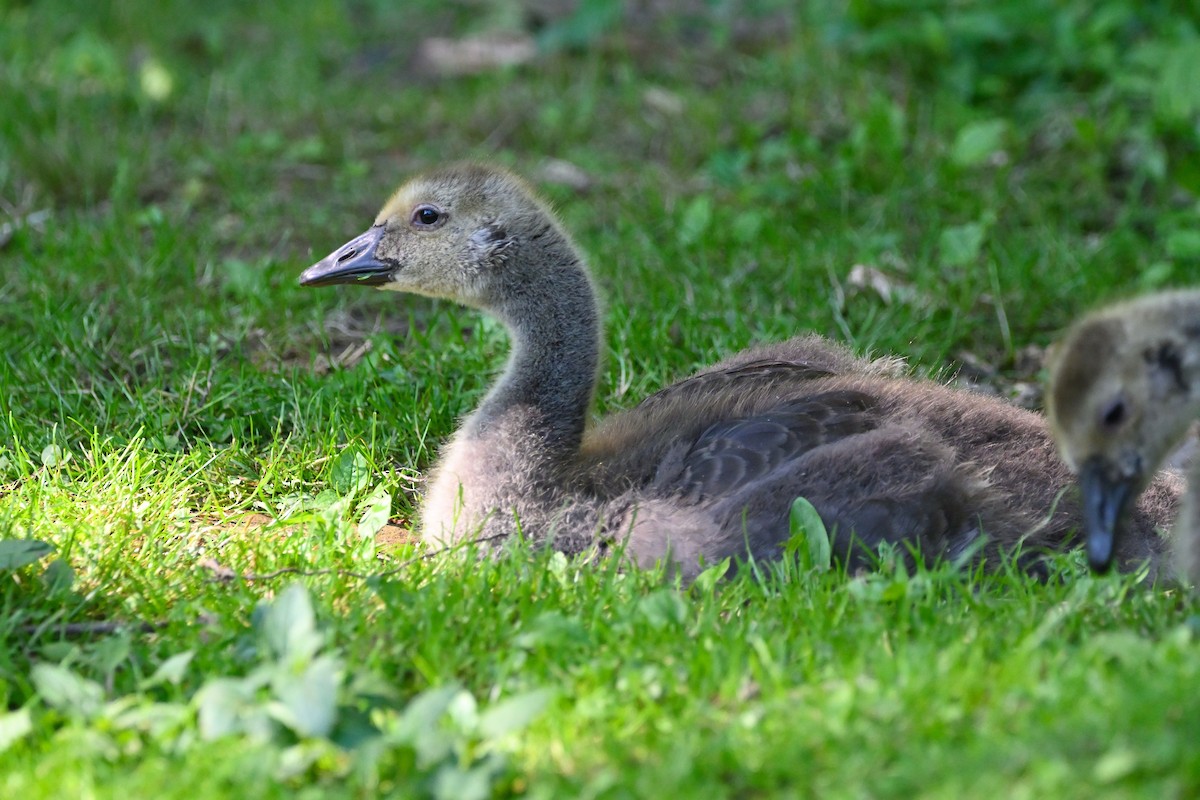 カナダガン - ML345479851