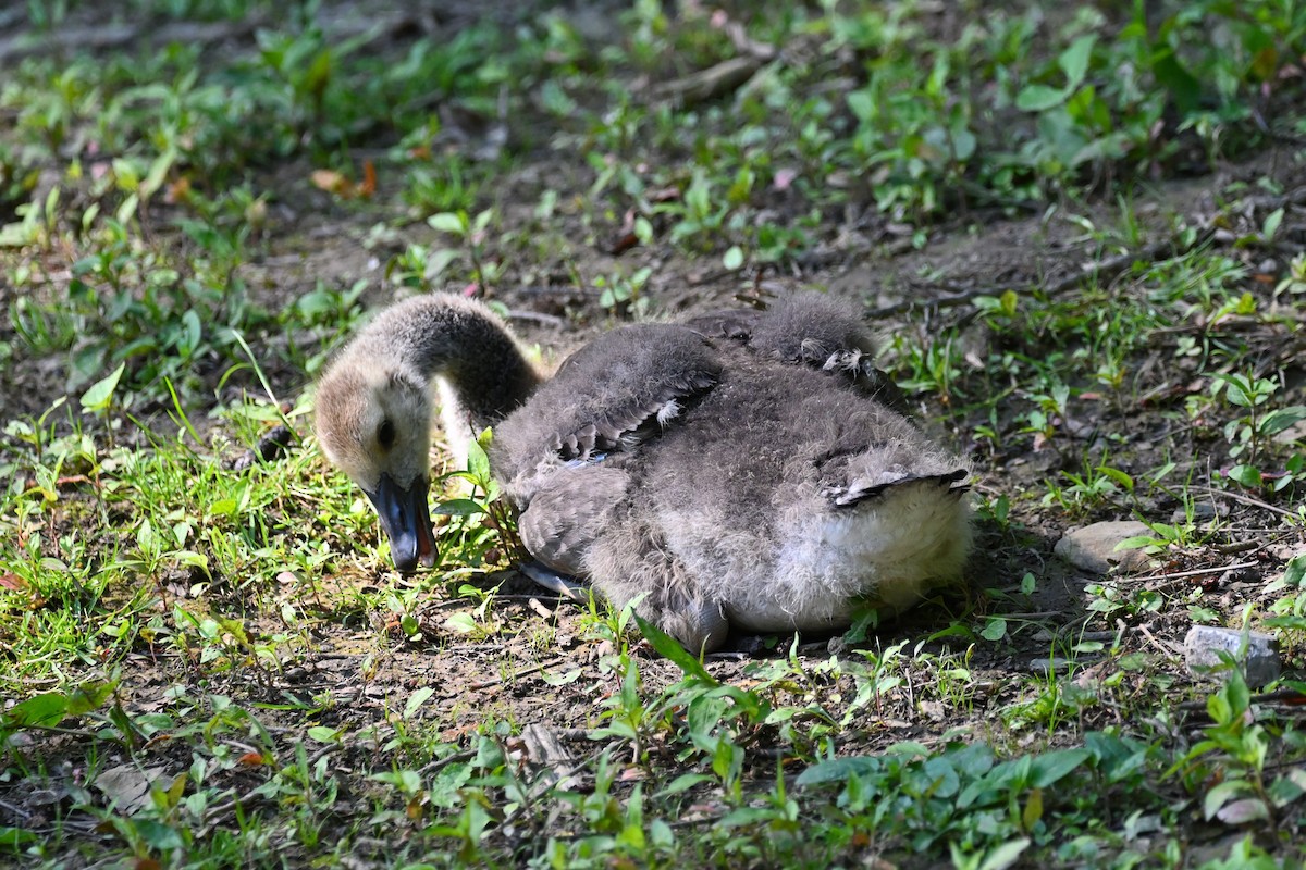 カナダガン - ML345479891