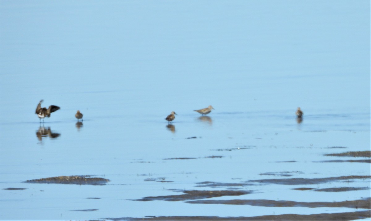 Weißbürzel-Strandläufer - ML345479991