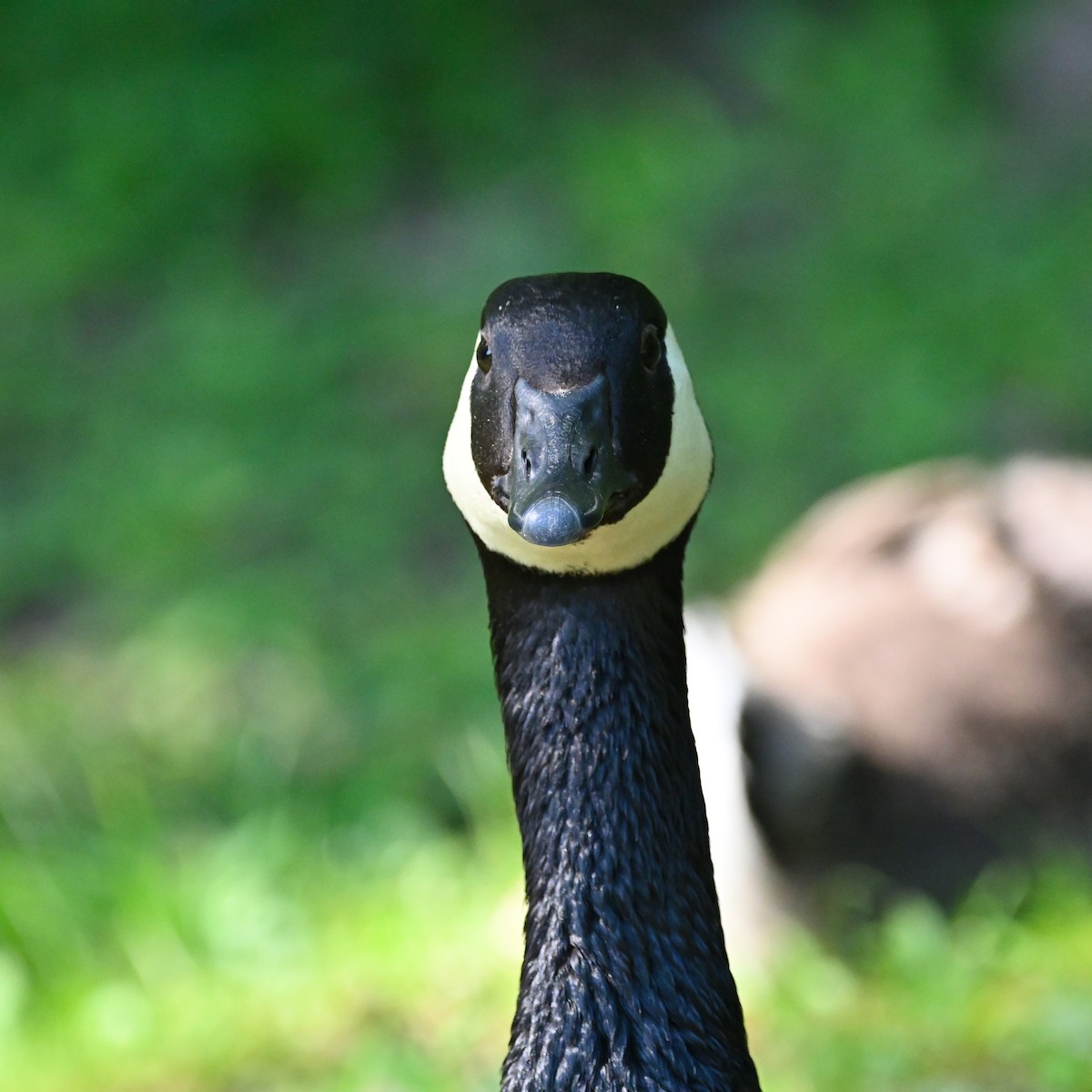 Canada Goose - ML345480031