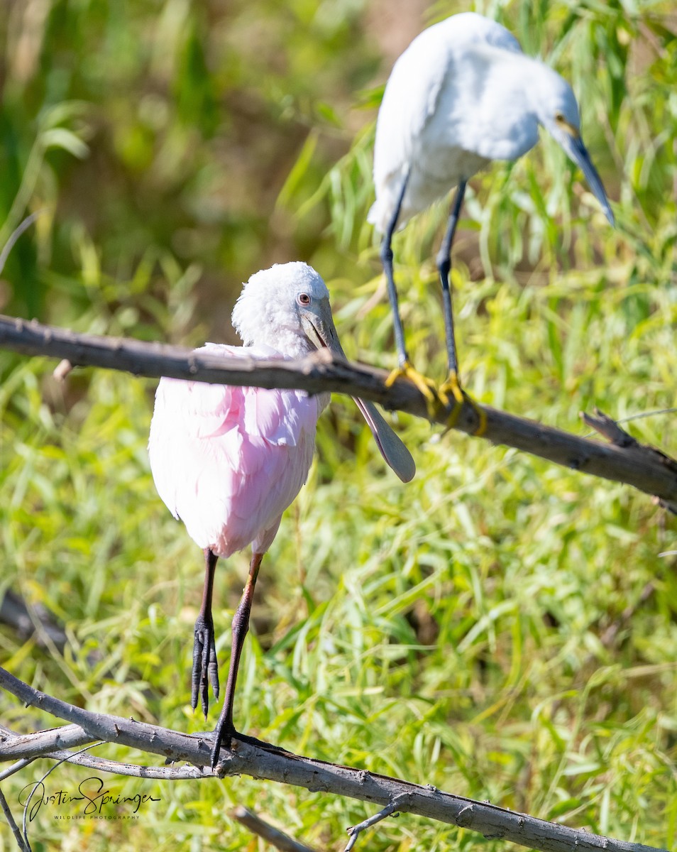 Roseate Spoonbill - ML345484741