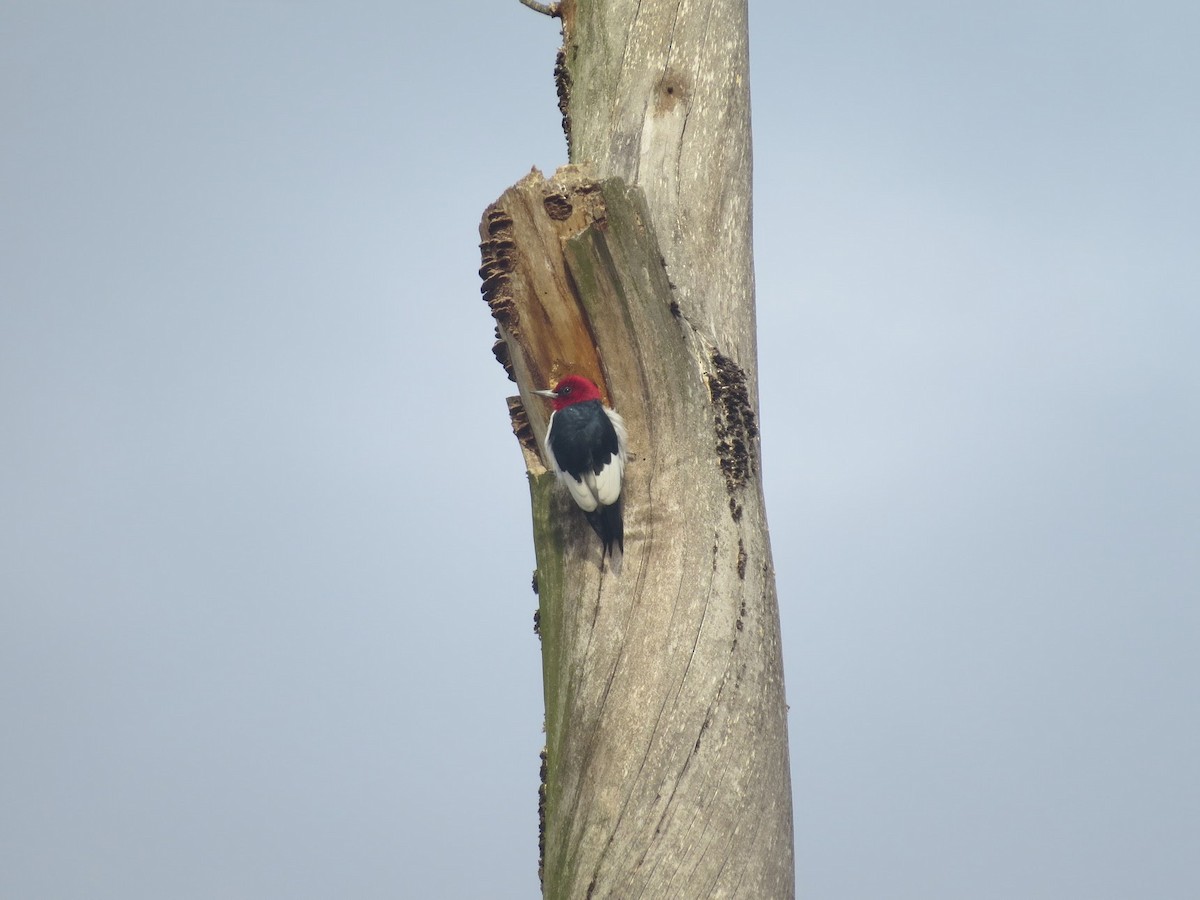 Red-headed Woodpecker - ML345485011