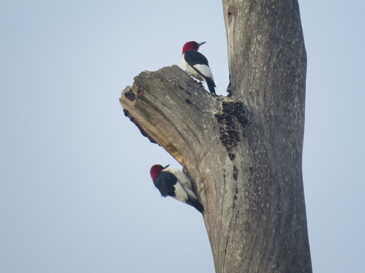 Red-headed Woodpecker - ML345485021