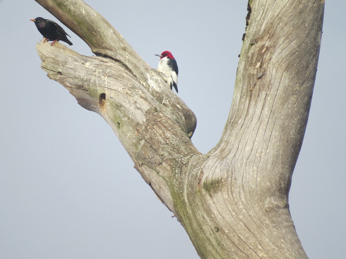 Red-headed Woodpecker - ML345485031