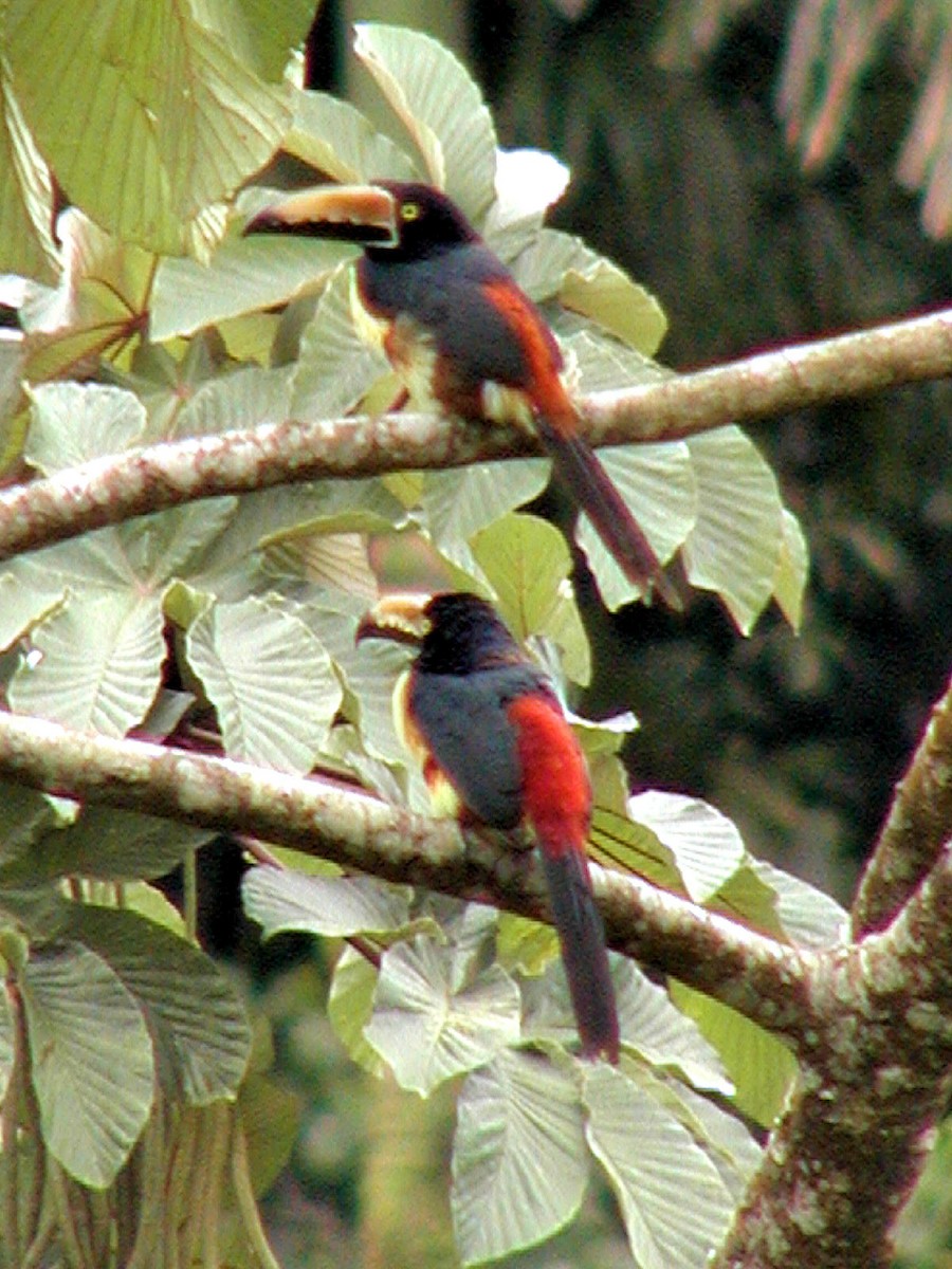 Collared Aracari - ML345485201