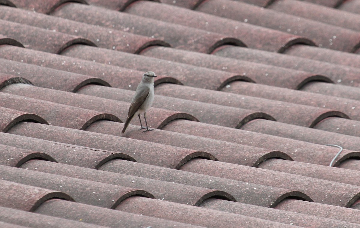 Rufous-naped Ground-Tyrant - ML34548531