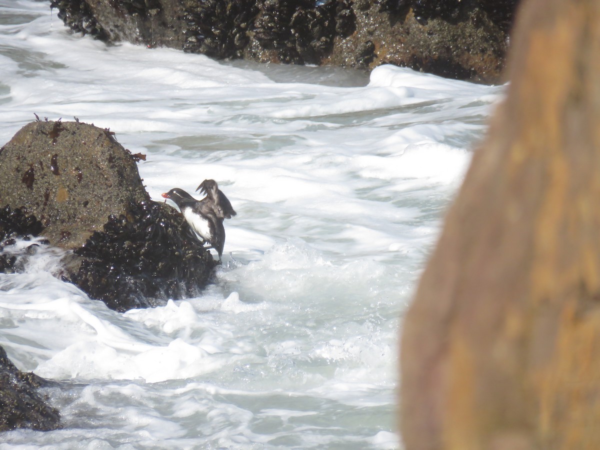Parakeet Auklet - ML345485461