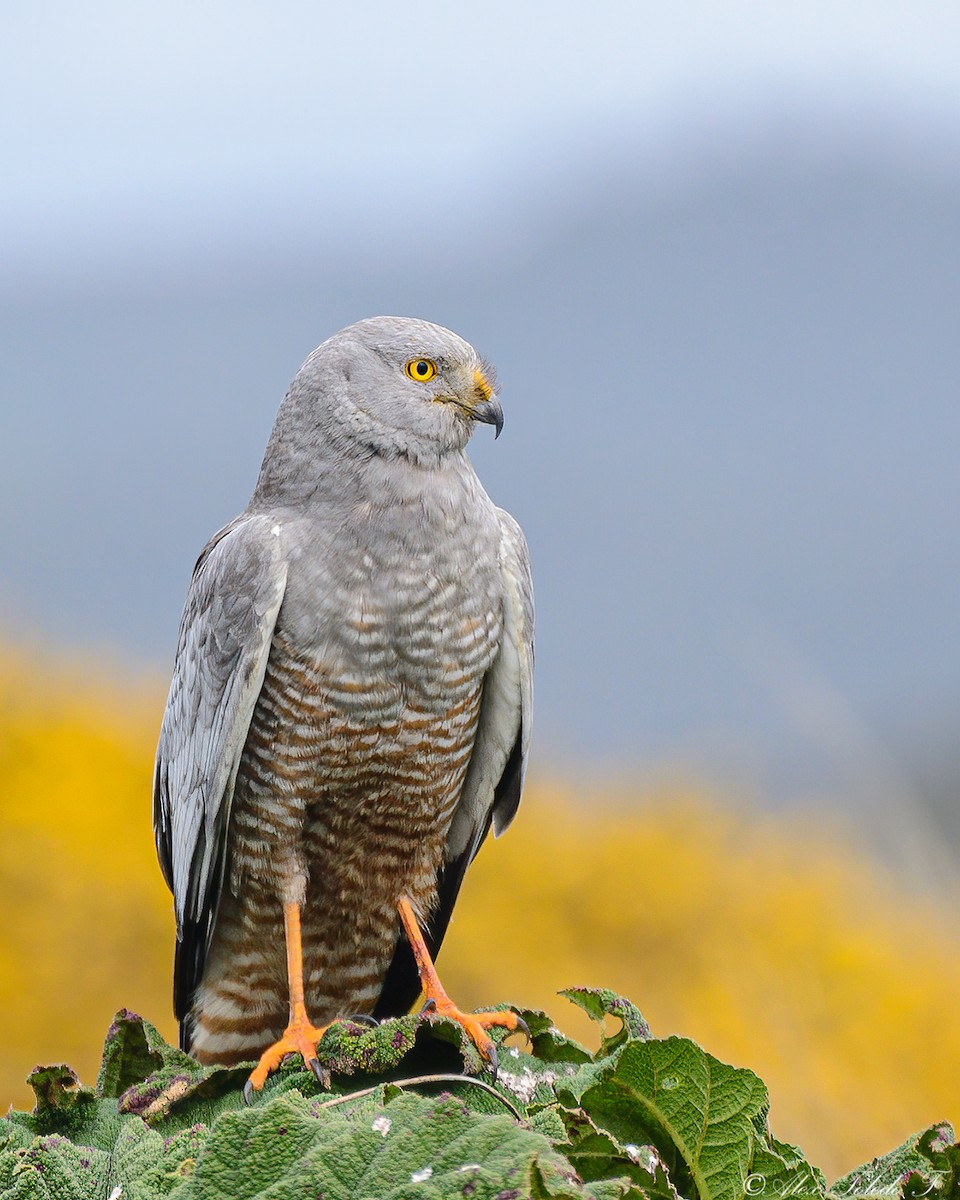 Cinereous Harrier - ML345486401