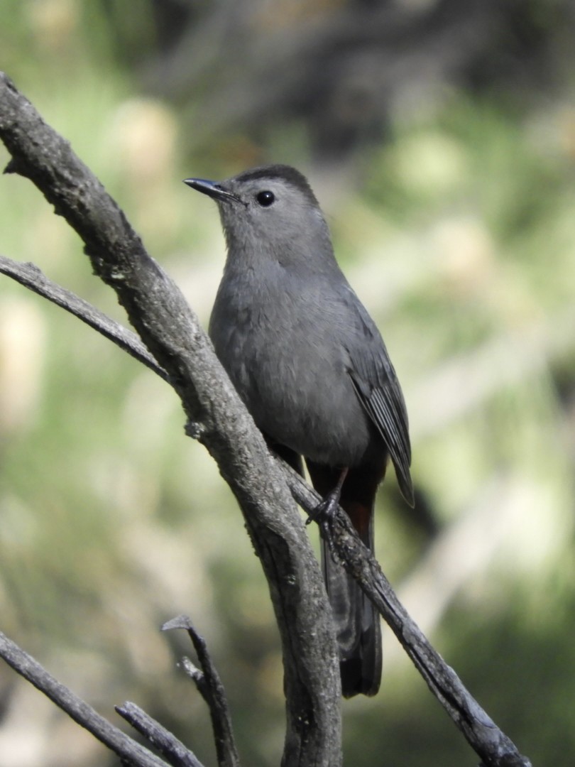 Gray Catbird - ML345488241