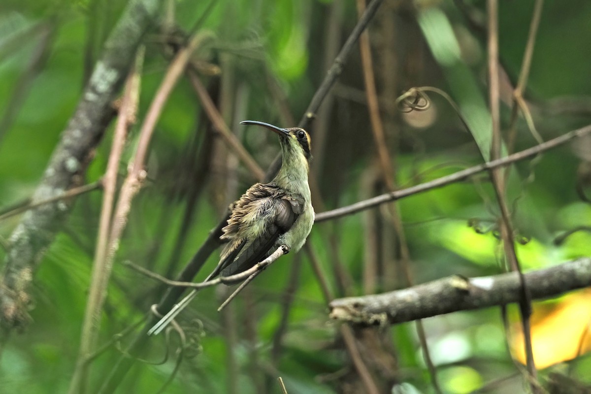 Pale-bellied Hermit - Sam Woods