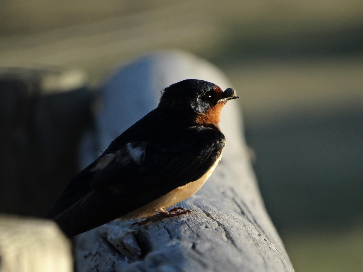 Barn Swallow - Mike Russum