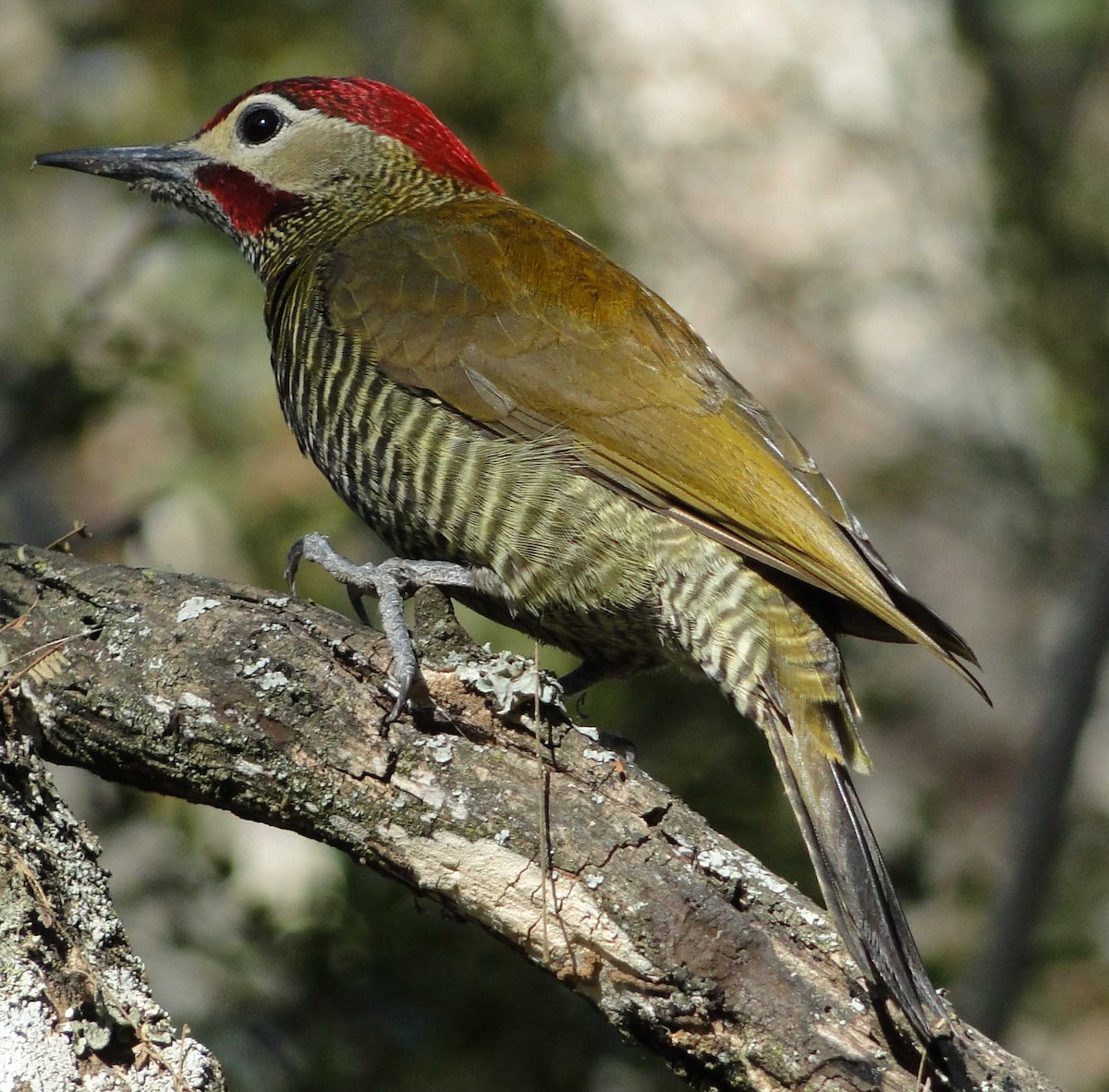Golden-olive Woodpecker - ML345489851