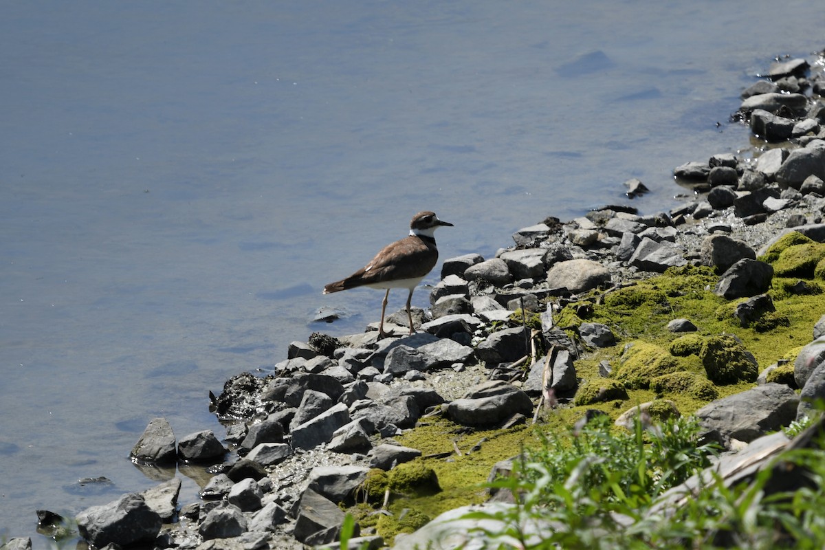 Killdeer - ML345490891