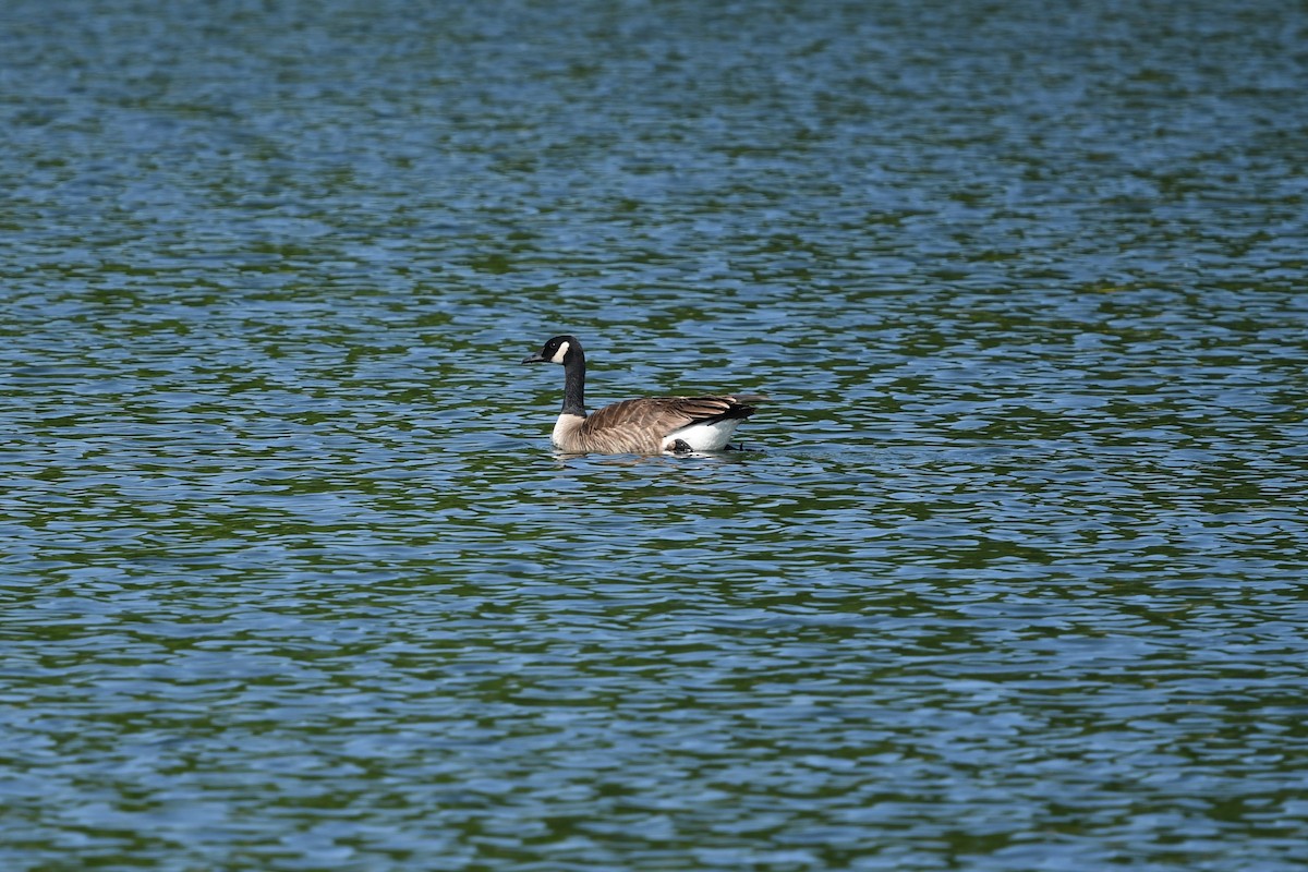 Canada Goose - ML345491051