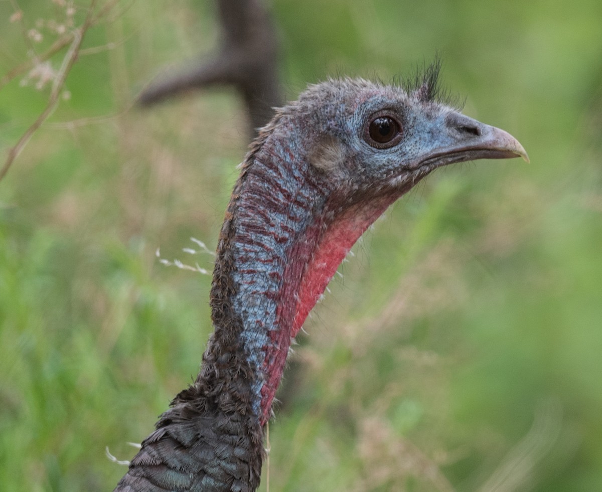 Wild Turkey - Lee Bush