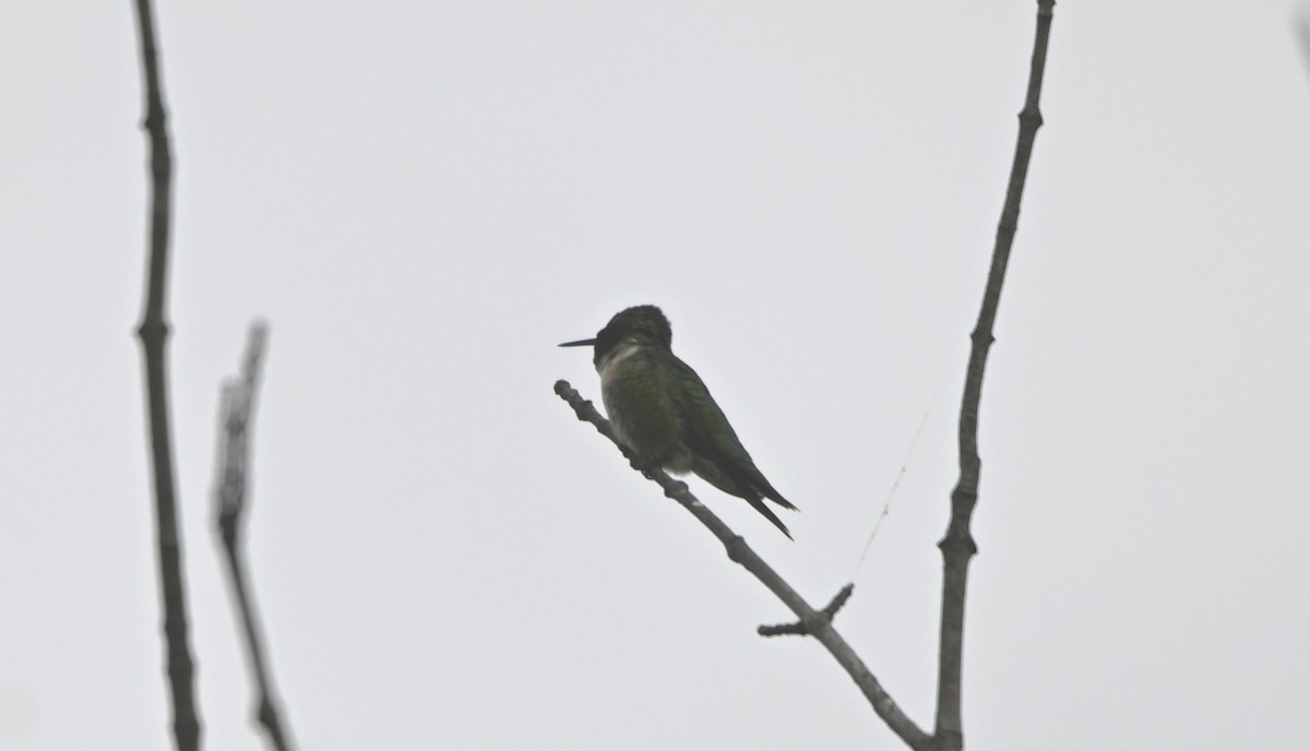 Ruby-throated Hummingbird - ML345491571