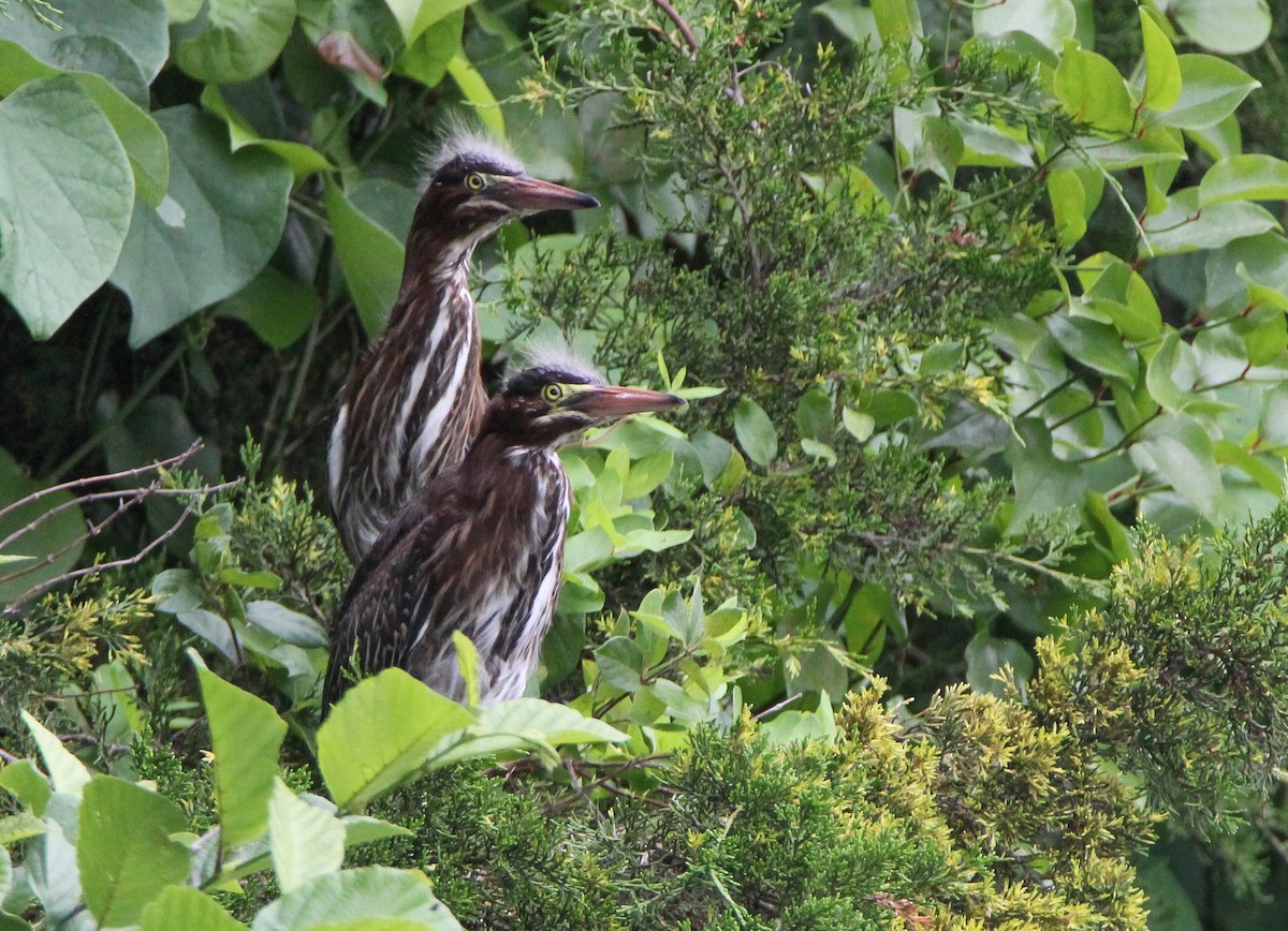 Green Heron - ML345491631