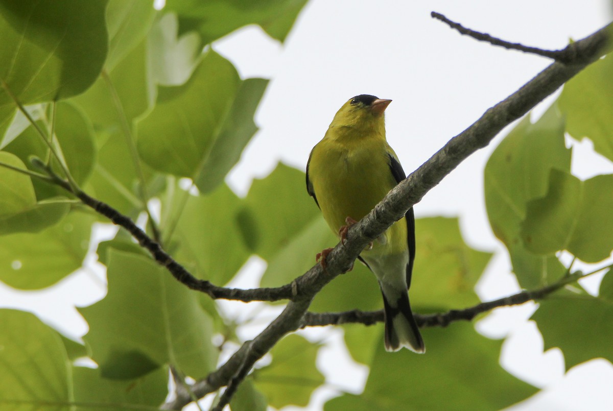 American Goldfinch - ML345491691