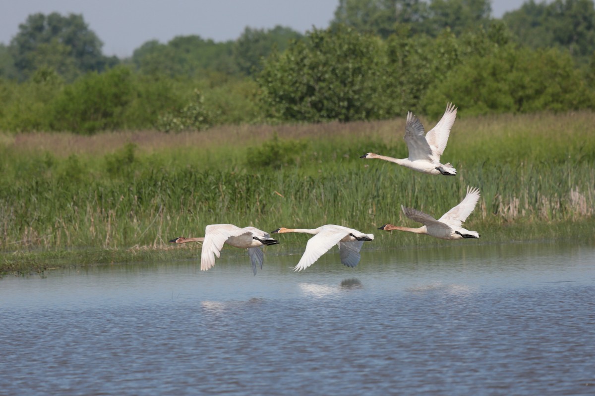 Trumpeter Swan - ML345493431