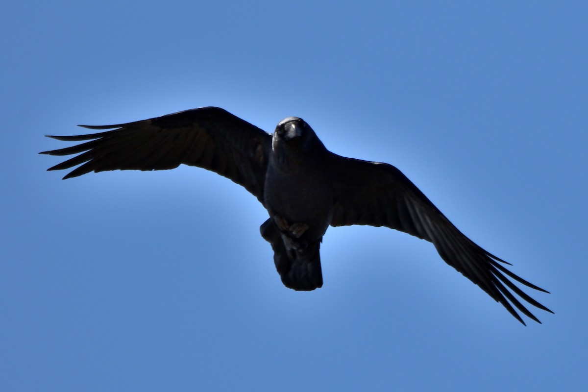Common Raven - ML345493521