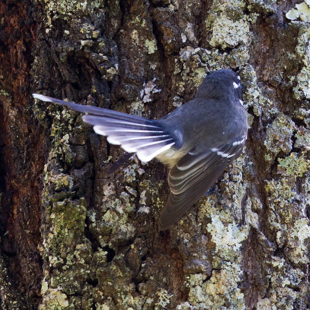 Gray Fantail - ML345493601