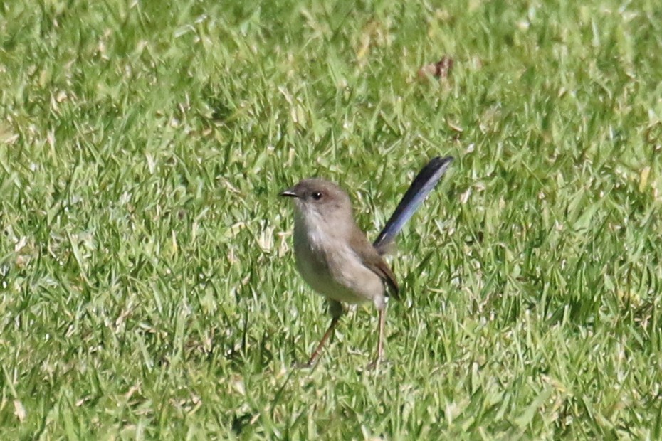 Superb Fairywren - ML345494671