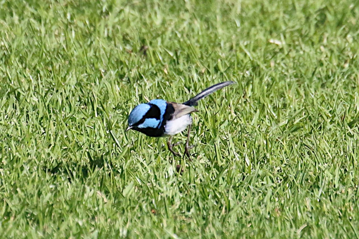 Superb Fairywren - ML345494701