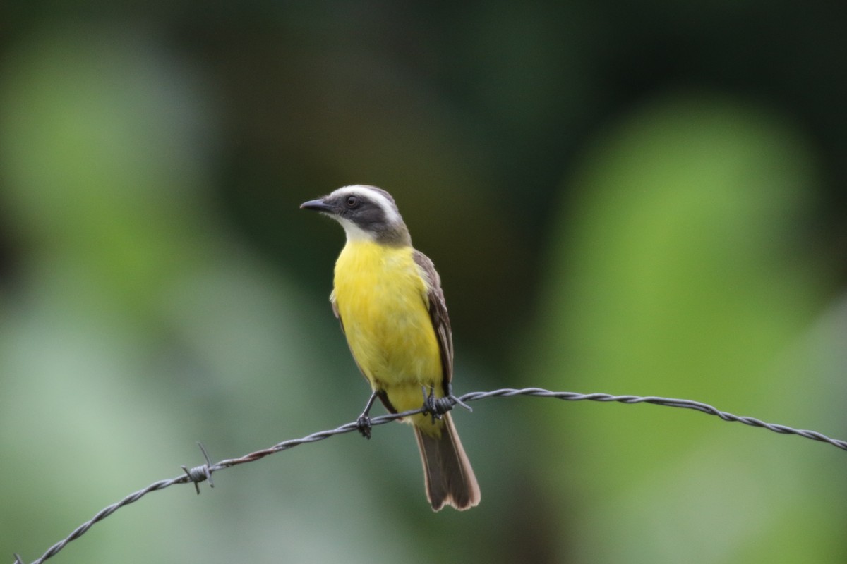 Social Flycatcher - ML345495881