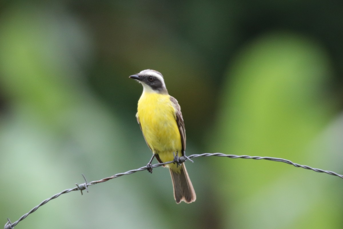 Social Flycatcher - ML345495891