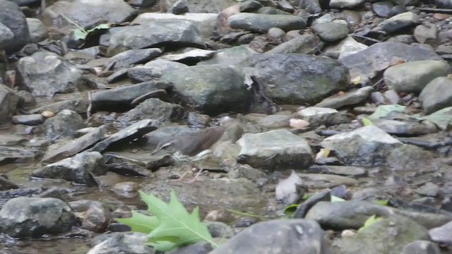 Louisiana Waterthrush - ML345498911