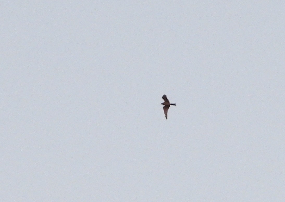 Lesser Nighthawk - ML345498931