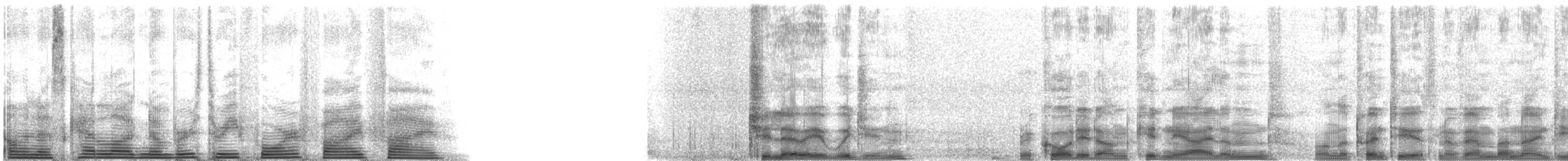 Chiloe Wigeon - ML3455