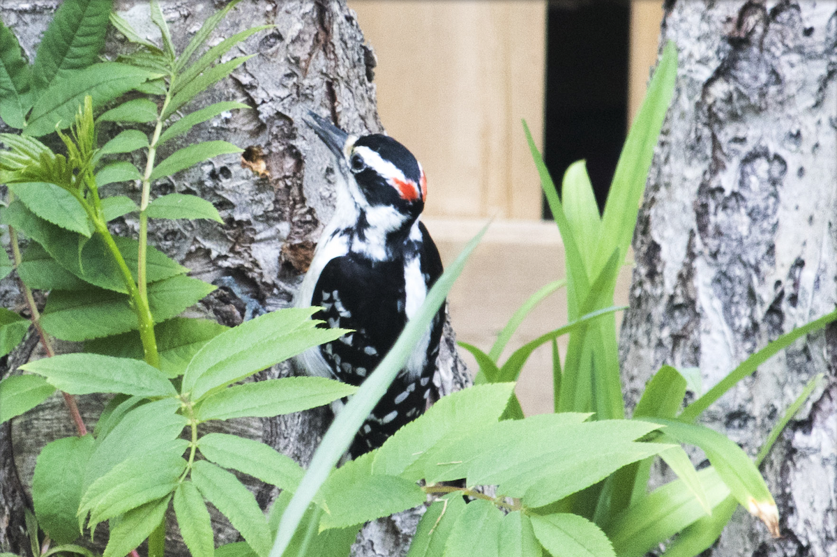 Hairy Woodpecker - ML345500751