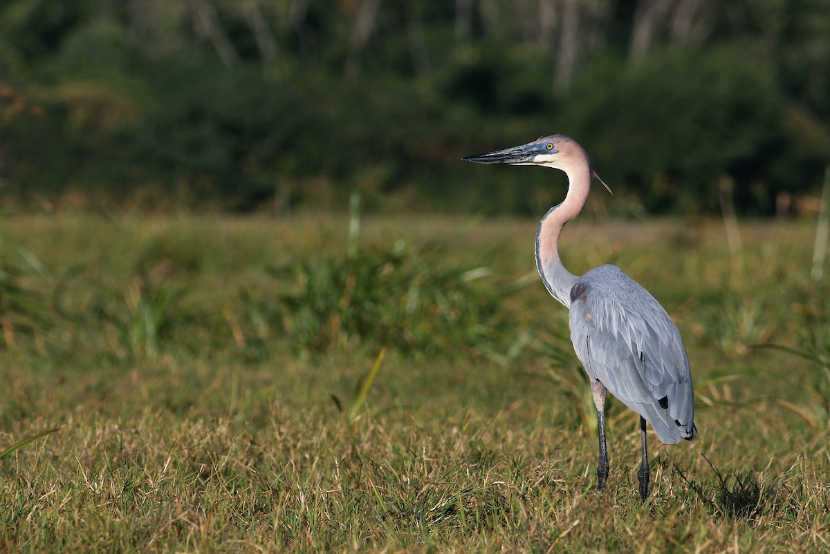 Goliath Heron - Andrew Spencer