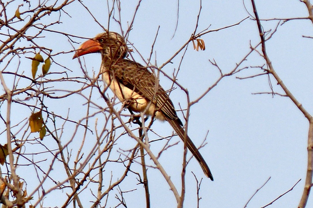 Crowned Hornbill - ML345501311