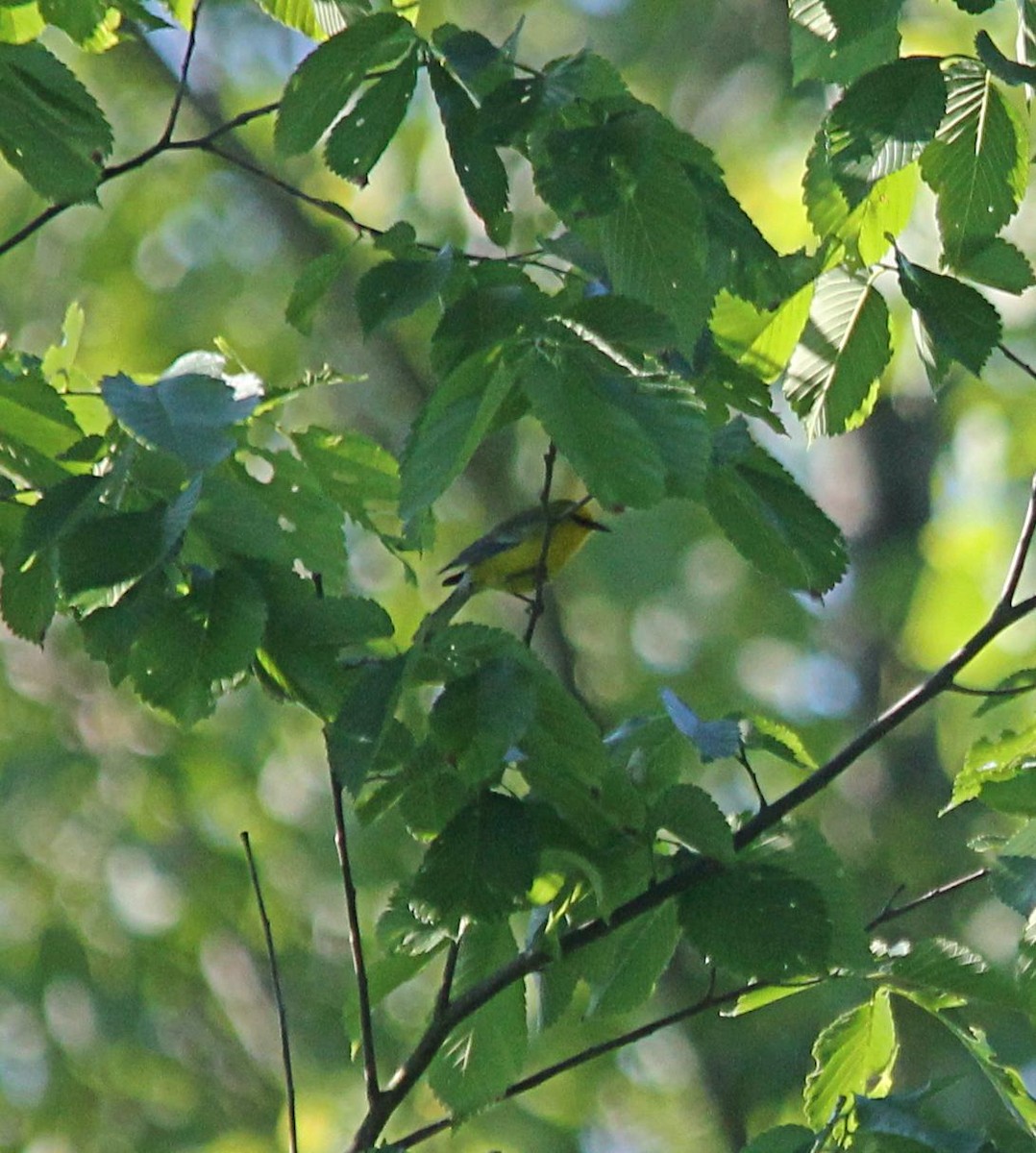 Blue-winged Warbler - ML345501681