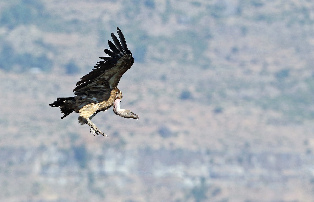 Rüppell's Griffon - ML34550331
