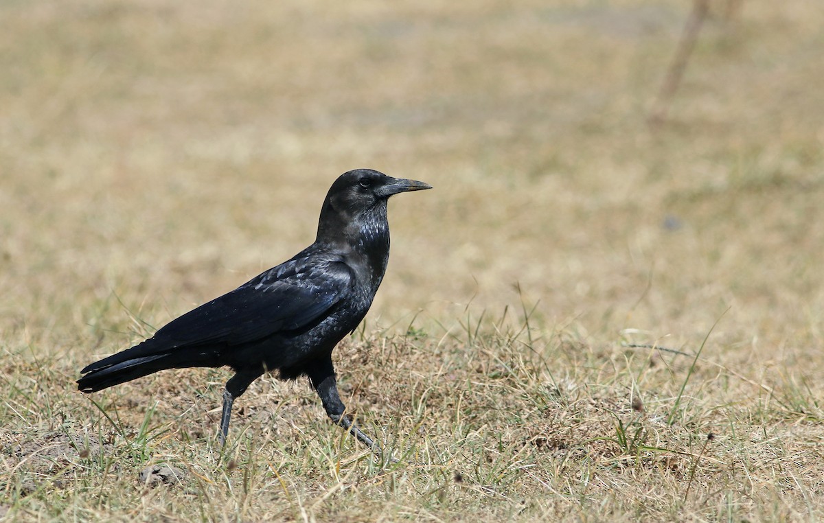 Cape Crow - ML34550411