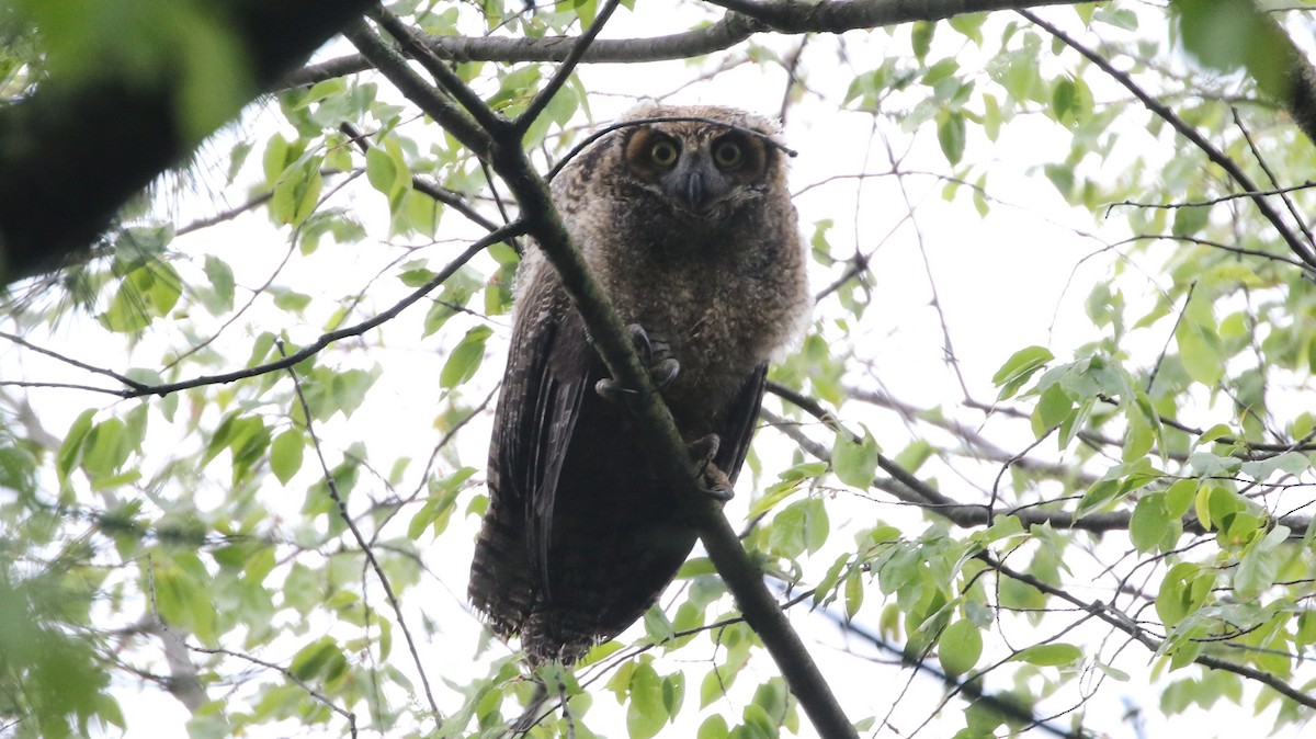 Great Horned Owl - ML345504391