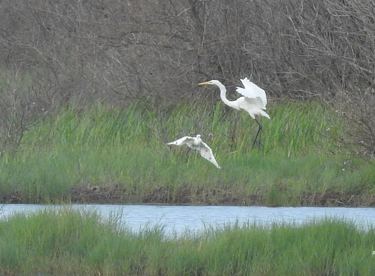 Great Egret - ML345505381