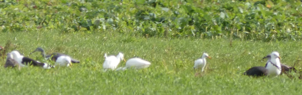 Eastern Cattle Egret - ML345508981