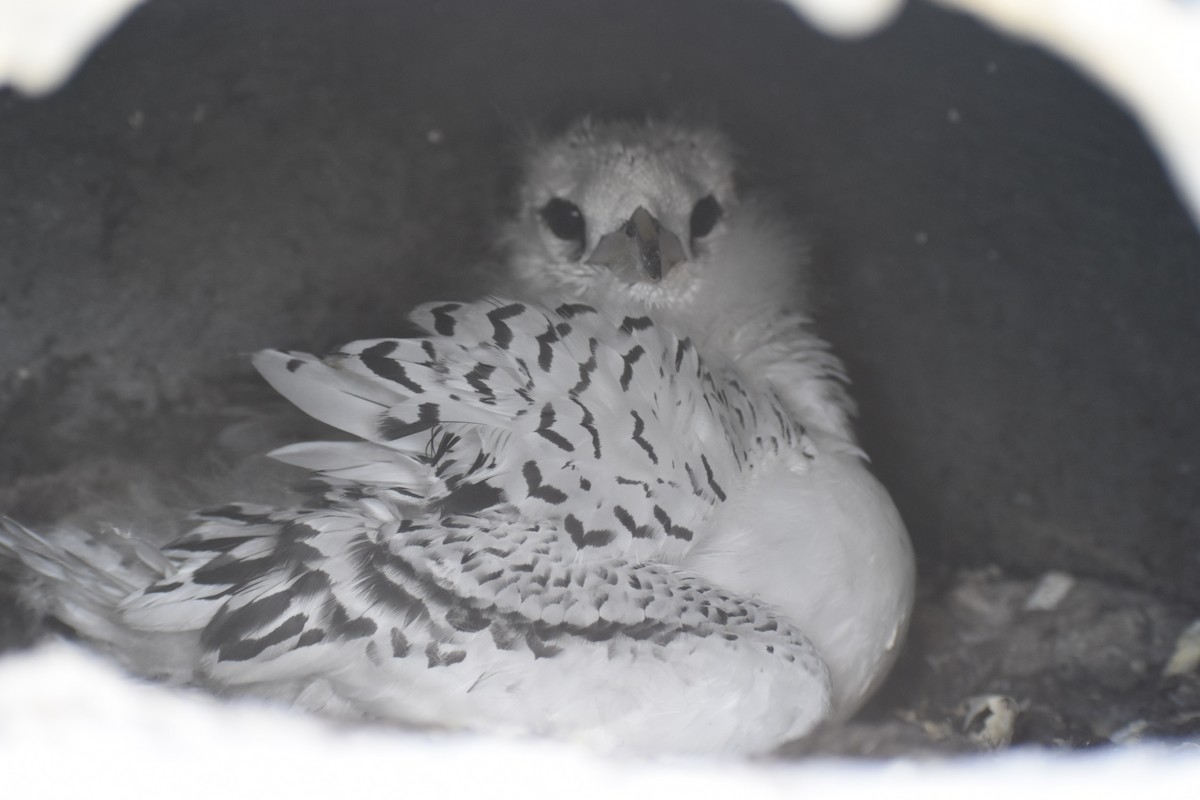 White-tailed Tropicbird - ML345509161