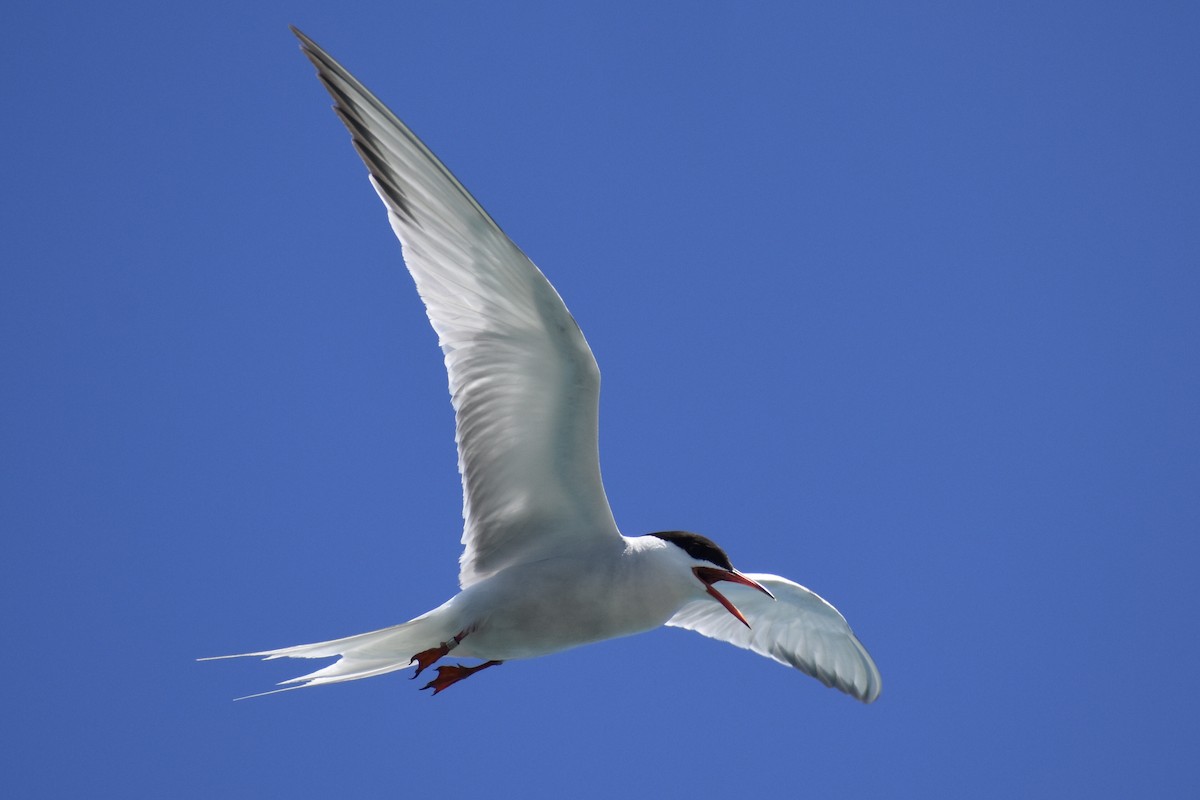 Common Tern - Luke Foster