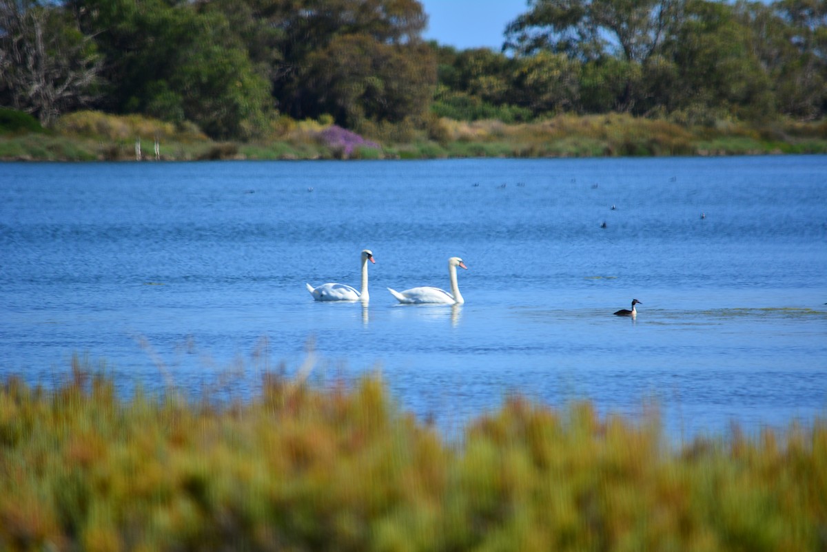 Mute Swan - ML345510191