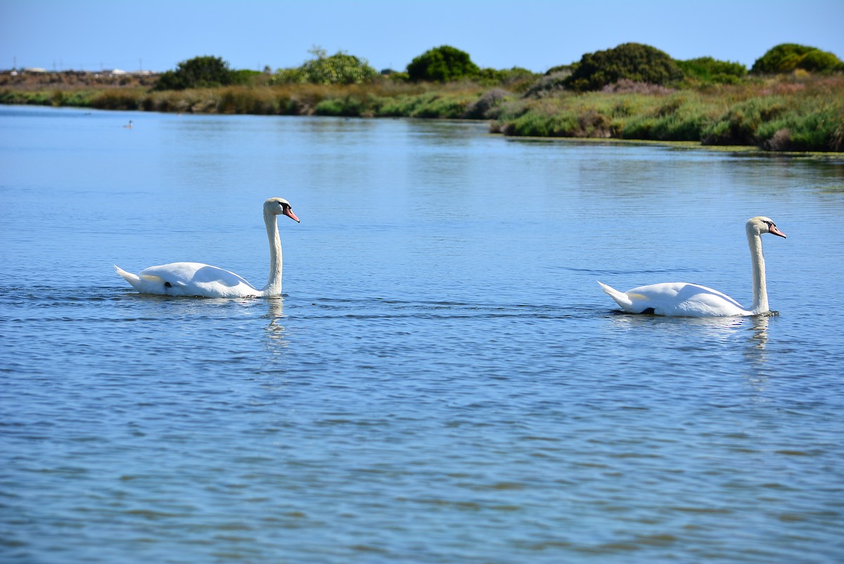 Mute Swan - ML345510261