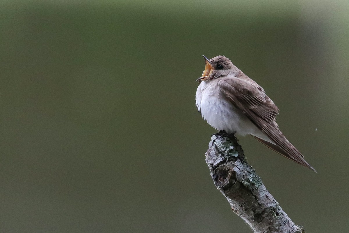 Northern Rough-winged Swallow - ML345510311
