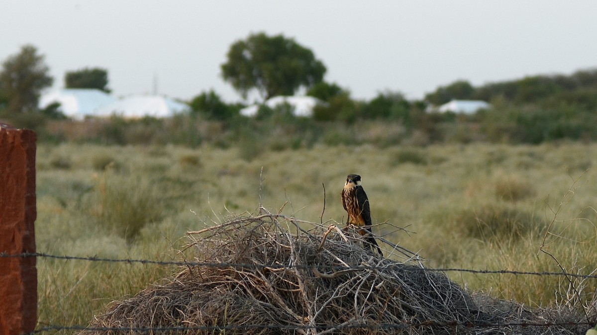 Eurasian Hobby - ML34551041